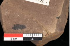 Foto (Detailansicht) von Pinus hepios Unger (NHMW-GEO-2024-0188-0220)